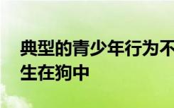 典型的青少年行为不仅发生在年轻人中 还发生在狗中