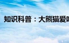 知识科普：大熊猫爱吃的竹子实际上是什么