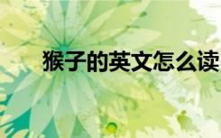猴子的英文怎么读 如何英语表达猴子