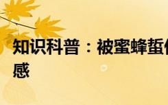知识科普：被蜜蜂蜇伤之后涂什么能减轻疼痛感