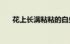 花上长满粘粘的白虫子怎么办（花上）