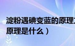 淀粉遇碘变蓝的原理方程式（淀粉遇碘变蓝的原理是什么）