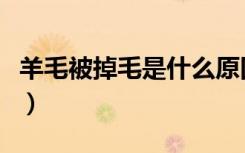 羊毛被掉毛是什么原因（羊毛被掉毛怎么处理）