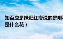 知否应是绿肥红瘦说的是哪种花卉（知否知否应是绿肥红瘦是什么花）