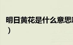 明日黄花是什么意思啊（明日黄花是什么意思）