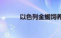 以色列金蝎饲养（以色列金蝎）