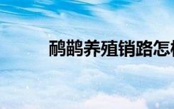 鸸鹋养殖销路怎样（鸸鹋怎么读）