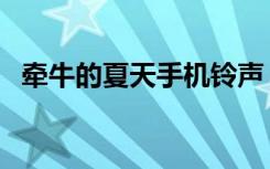牵牛的夏天手机铃声（金牵牛的手机铃声）