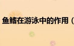 鱼鳍在游泳中的作用（鱼鳍在游泳中的作用）