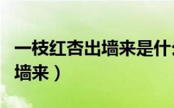 一枝红杏出墙来是什么季节（什么一枝红杏出墙来）