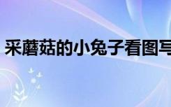 采蘑菇的小兔子看图写话（采蘑菇的小兔子）