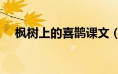 枫树上的喜鹊课文（枫树上的喜鹊课文）