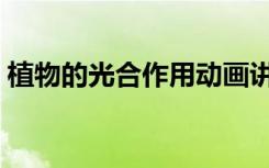 植物的光合作用动画讲解（植物的光合作用）