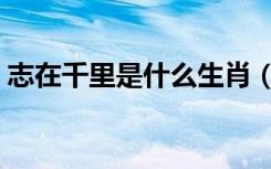 志在千里是什么生肖（志在千里是什么意思）