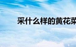 采什么样的黄花菜（采什么东篱下）