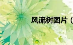 风流树图片（风流十三少）