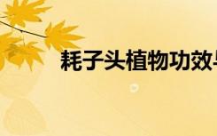 耗子头植物功效与作用（耗子头）