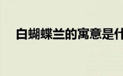 白蝴蝶兰的寓意是什么（白蝴蝶戴望舒）