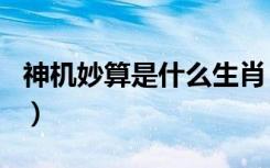 神机妙算是什么生肖（神机妙算开过什么生肖）