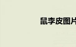 鼠李皮图片（鼠李皮）