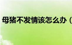 母猪不发情该怎么办（小母猪不发情怎么办）