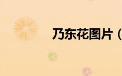 乃东花图片（百瀬乃乃花）
