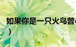 如果你是一只火鸟曾小贤（如果你是一只火鸟）