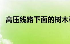 高压线路下面的树木补偿规范（高压线路）