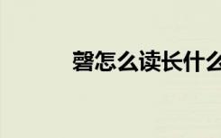磬怎么读长什么样（磬怎么读）