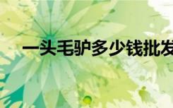 一头毛驴多少钱批发（一头毛驴多少钱）