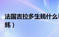 法国吉拉多生蚝什么季节最好（法国吉拉多生蚝）