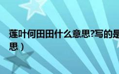 莲叶何田田什么意思?写的是什么季节?（莲叶何田田什么意思）