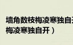 墙角数枝梅凌寒独自开告诉我什么（墙角数枝梅凌寒独自开）