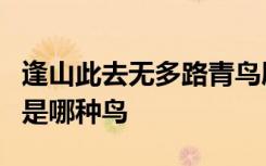 逢山此去无多路青鸟殷勤为探看中的青鸟指的是哪种鸟