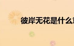 彼岸无花是什么意思（彼岸无花）