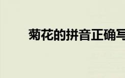 菊花的拼音正确写法（菊花的拼音）