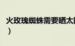 火玫瑰蜘蛛需要晒太阳吗（火玫瑰蜘蛛怎么养）