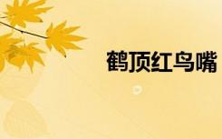 鹤顶红鸟嘴（鹤顶红鸟）