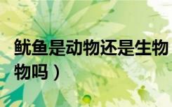 鱿鱼是动物还是生物（鱿鱼和鲨鱼是同一类动物吗）