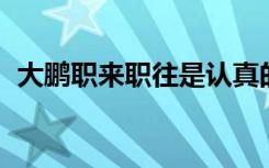 大鹏职来职往是认真的吗（大鹏 职来职往）