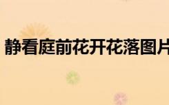 静看庭前花开花落图片（静看庭前花开花落）