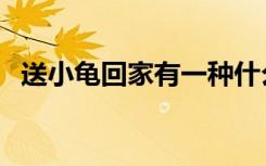 送小龟回家有一种什么之情（送小龟回家）