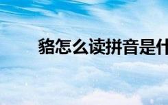 貉怎么读拼音是什么字（貉怎么读）
