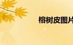 榕树皮图片（榕树皮）