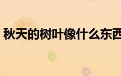 秋天的树叶像什么东西（秋天的树叶像什么）