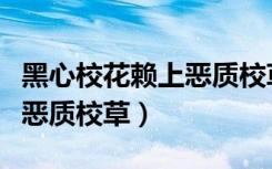 黑心校花赖上恶质校草在哪看（黑心校花赖上恶质校草）