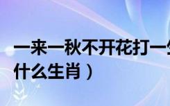 一来一秋不开花打一生肖（一春一秋不开花是什么生肖）