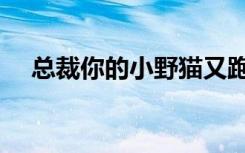 总裁你的小野猫又跑了（总裁的小野猫）