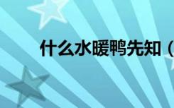 什么水暖鸭先知（什么水暖鸭先知）