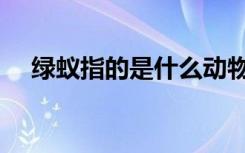 绿蚁指的是什么动物（绿蚁指的是什么）